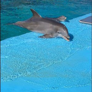 Meet your Posher, Rae anne